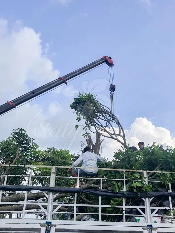 Giao trồng cây sứ