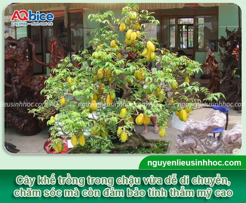 Cách Chăm Sóc Cây Khế Kiểng Chuẩn Kỹ Thuật Giúp Cây Ra Hoa, Đậu Quả Đẹp