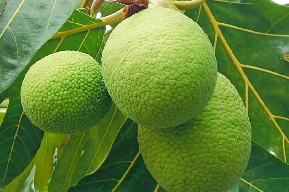 Giới thiệu về cây sa kê trồng trước nhà có tốt không