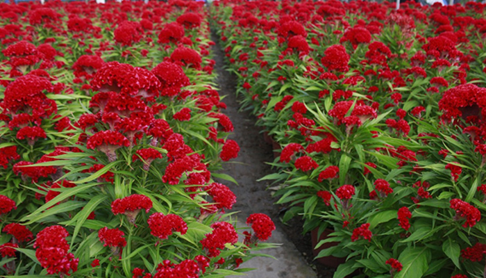 Cách Chăm Sóc Cây Mồng Gà: Kỹ Thuật Trồng Và Chăm Sóc Chanh Dây Chi Tiết