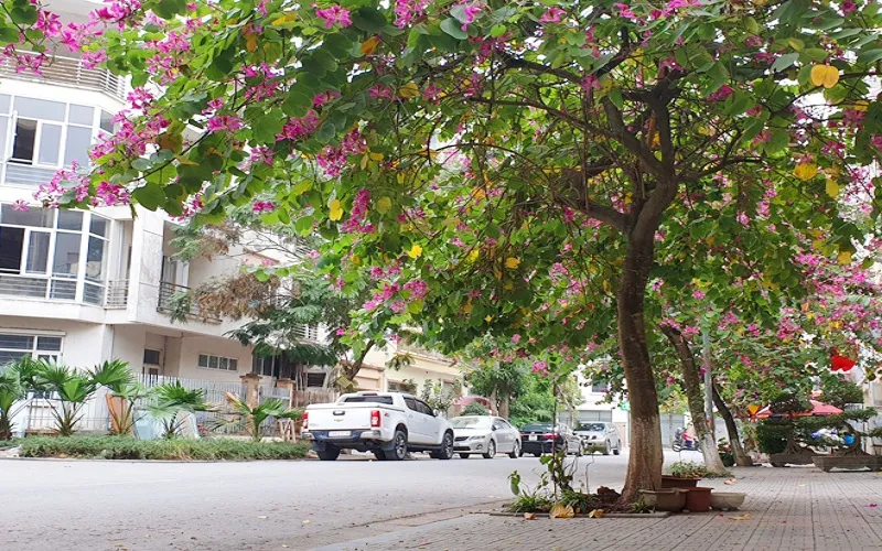 Góc đường với hàng cây hoa ban đỏ nên thơ