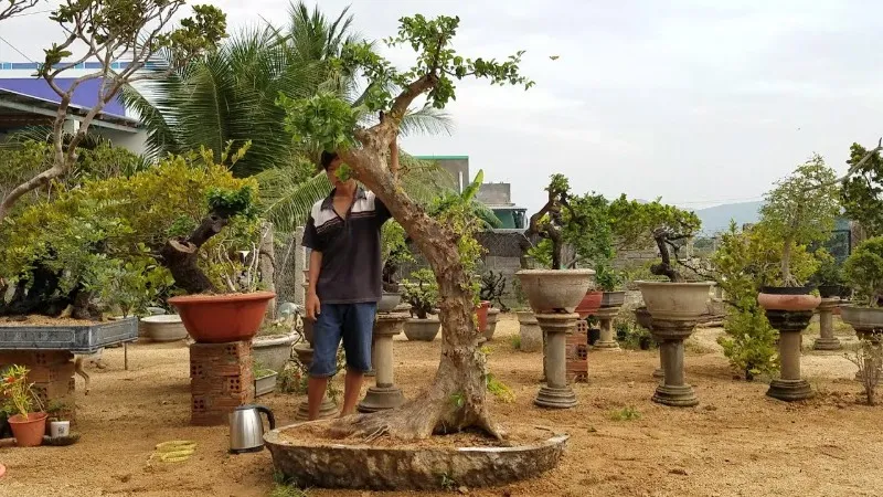 Gốc hồng quân cảnh