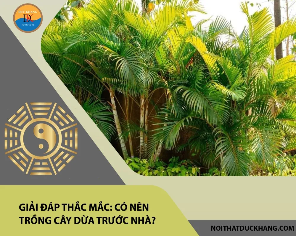 Góc sân vườn có trồng cây dừa cảnh để thu hút tài lộc