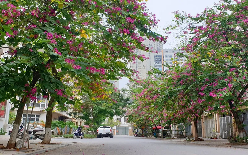Hai bên đường hoa ban đỏ nở rộ tạo vẻ đẹp lãng mạn con phố