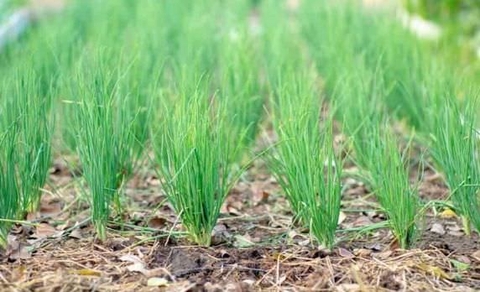 Kỹ Thuật Chi Tiết Cách Chăm Sóc Cây Hành Củ Đạt Năng Suất Cao