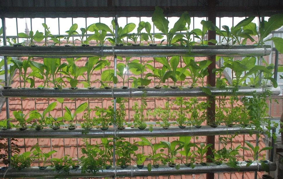 Hệ thống trồng cây trên tường thủy canh tiên tiến không dùng đất