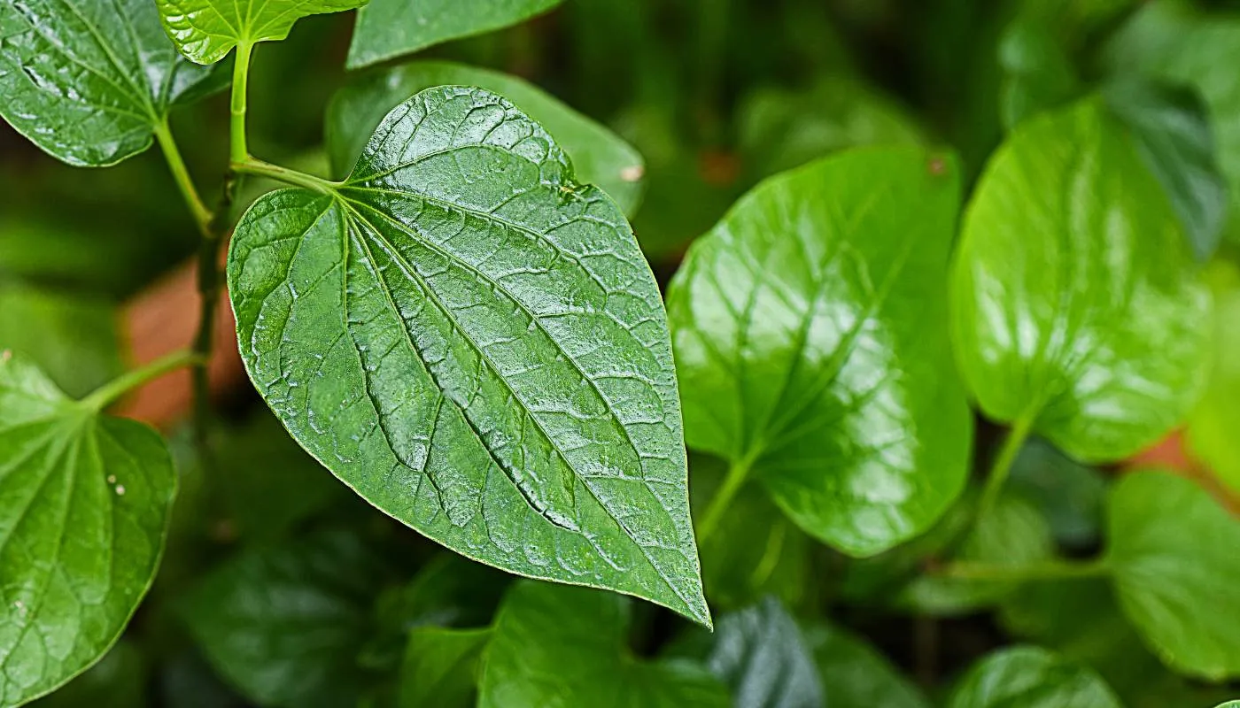 Hệ thống tưới nước cho cây lá lốt, bí quyết chăm sóc để cây lá lốt to khỏe