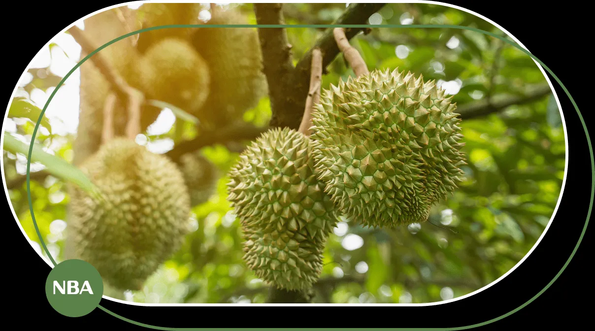 Hệ thống tưới tự động cho cây sầu riêng ghép tại Khánh Sơn Khánh Hòa