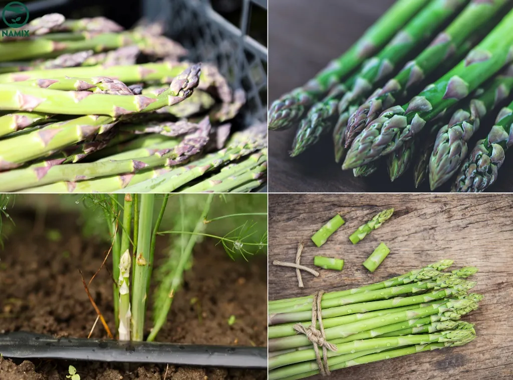 Hình ảnh cận cảnh đặc điểm của cây măng tây với lá kim và thân rễ