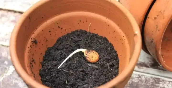 Hình ảnh cây cherry trưởng thành đang cho quả chín mọng, chờ đợi thu hoạch