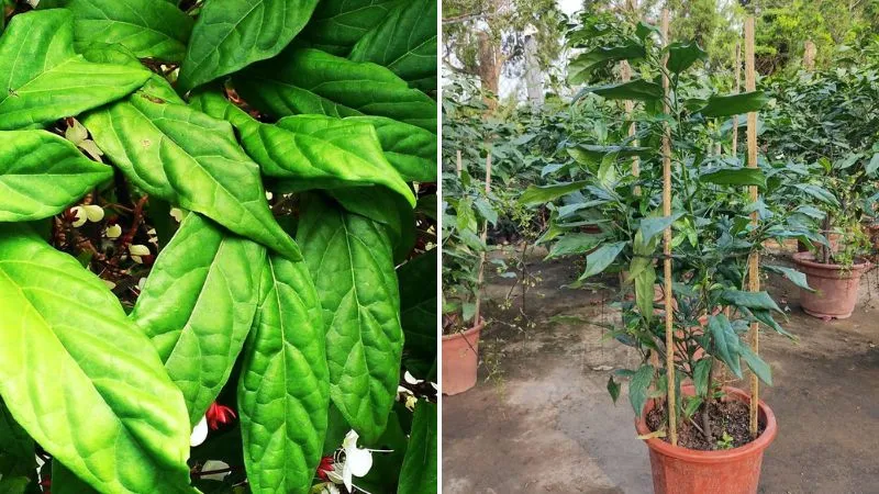 Hình ảnh cây dạ ngọc minh châu khi chưa nở hoa, là cây thân gỗ, dáng dài, không quá to