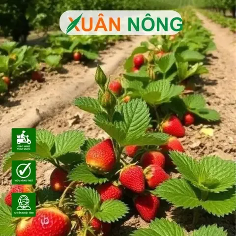 Hình ảnh cây đinh lăng lá nhỏ giai đoạn mới ra rễ