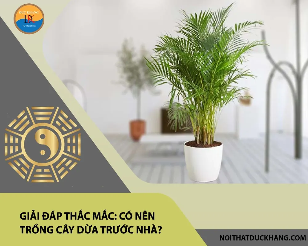 Hình ảnh cây dừa cảnh phù hợp với người mệnh Mộc