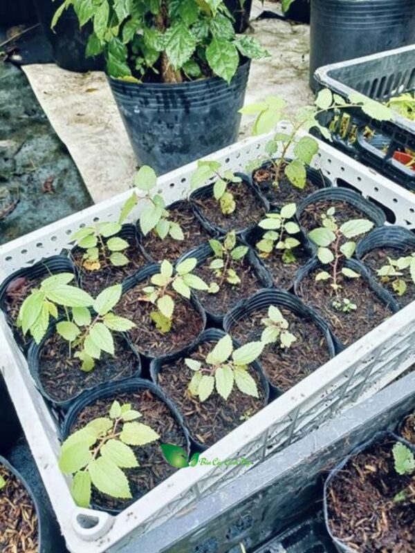 Có Nên Trồng Cây Trứng Cá Trước Nhà? Đánh Giá Toàn Diện Về Lợi Ích & Phong Thủy