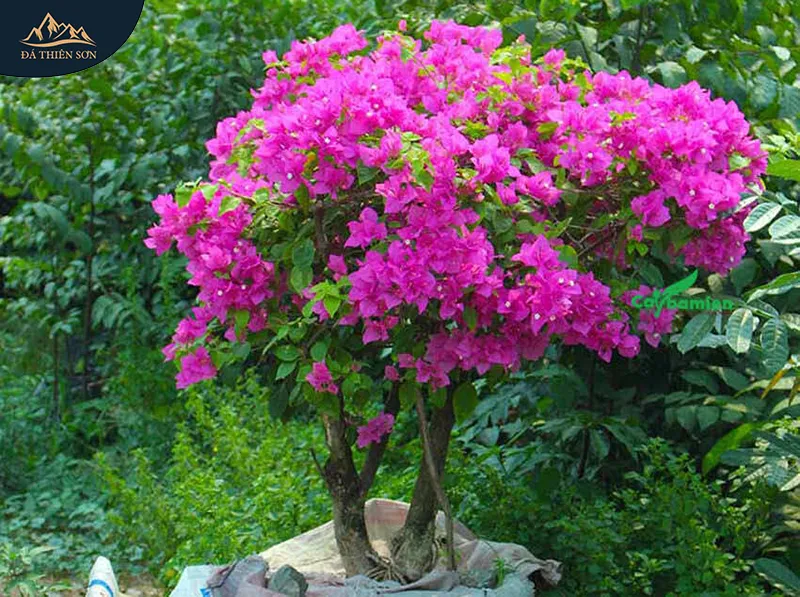 Hình ảnh cây hoa giấy, một loại cây nên trồng thay vì những cây không nên trồng ở mộ