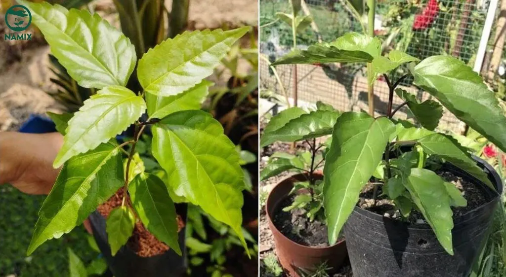 Hình ảnh cây lá cách trưởng thành cần chú ý khi trồng