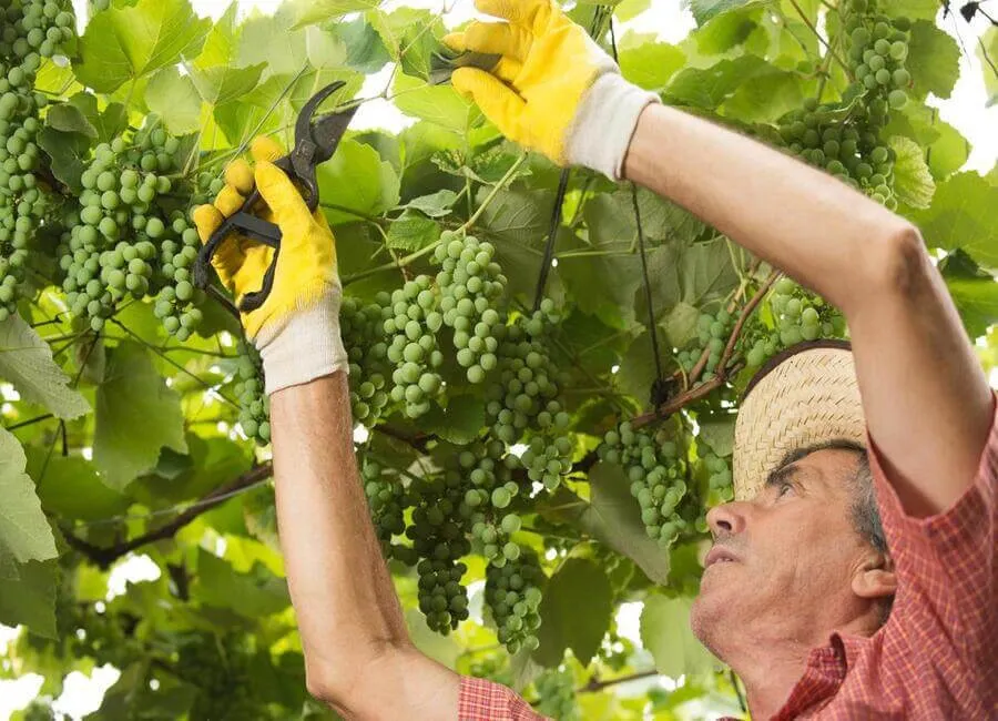 Hình ảnh cây nho đã leo giàn và phát triển tốt