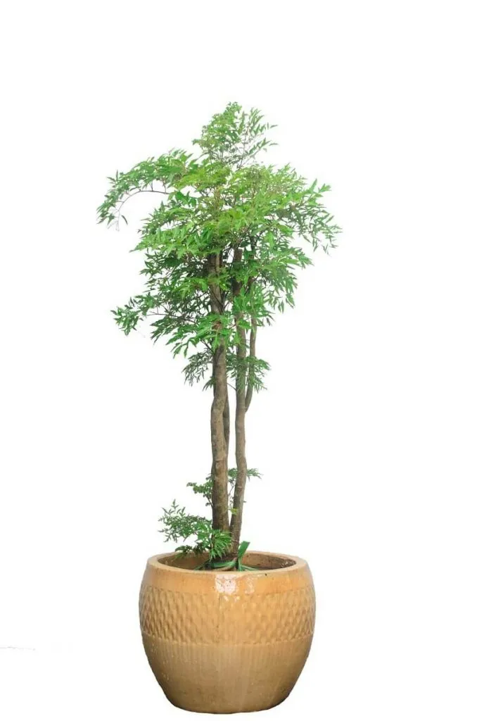 Hình ảnh chi tiết lá cây đinh lăng tươi tốt dưới ánh nắng