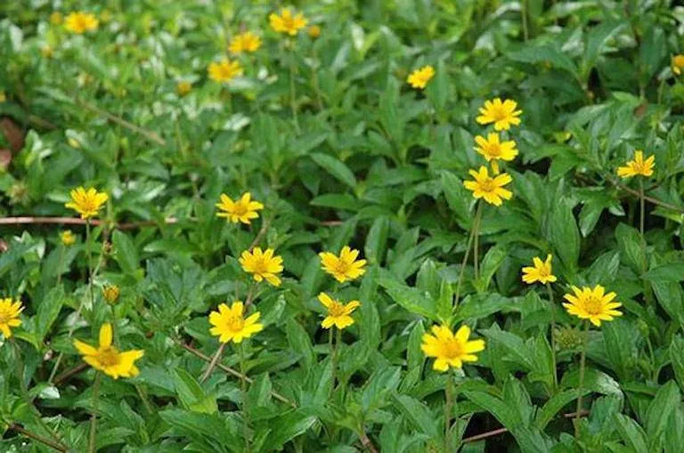 Hình ảnh chi tiết lá và thân cây sài đất, giúp nhận biết trước khi trồng