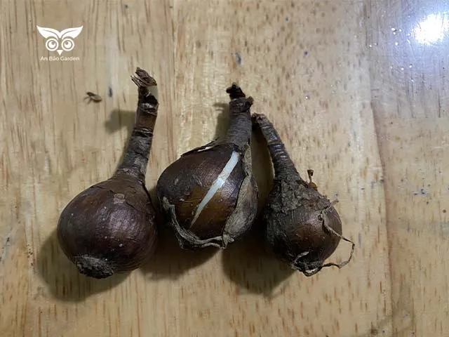 Hình ảnh củ bỉ ngạn khỏe mạnh cho kỹ thuật trồng từ củ