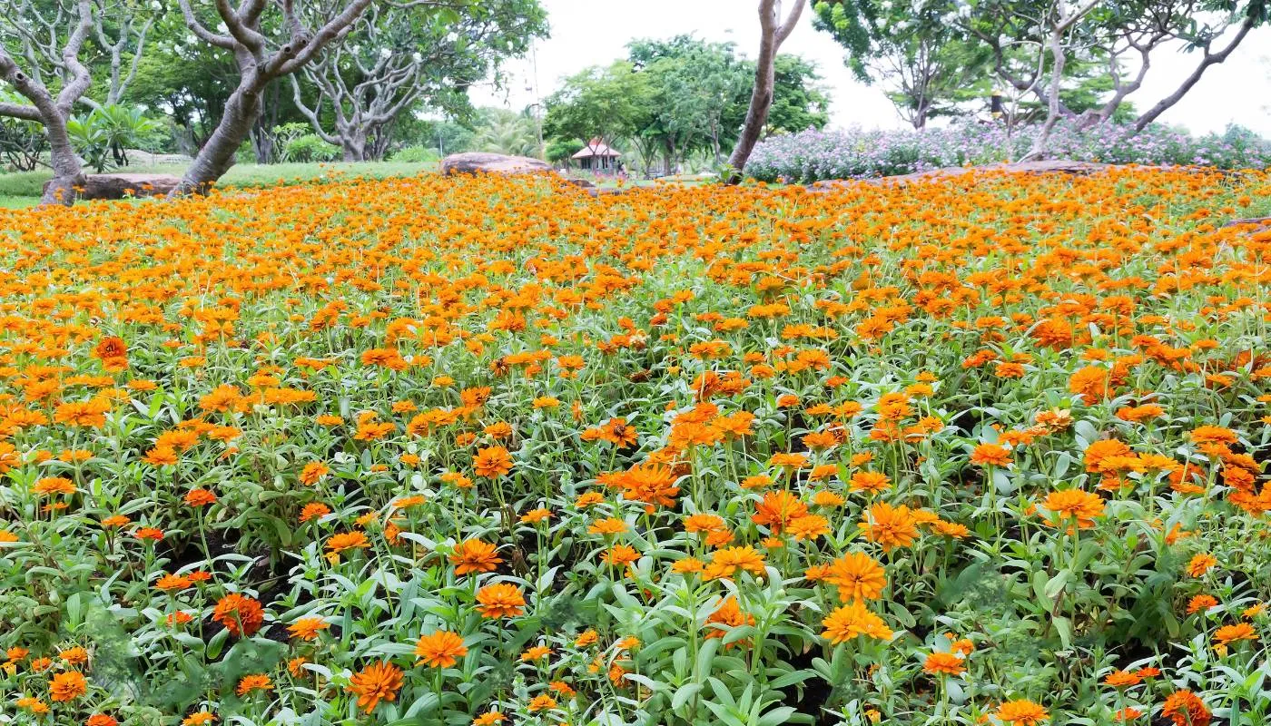 Hình ảnh minh họa cây ngũ gia bì đang bị rệp sáp tấn công, cần xử lý theo cách trồng cây ngũ gia bì trong chậu