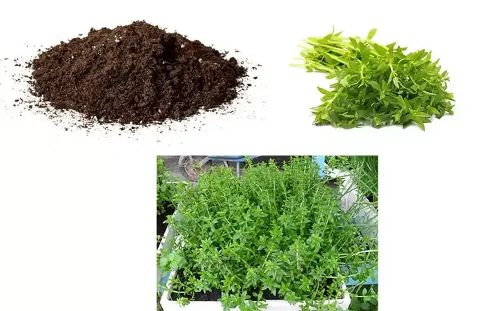 Hình ảnh minh họa kỹ thuật giâm cành rau ngổ trong chậu với đất trồng ẩm