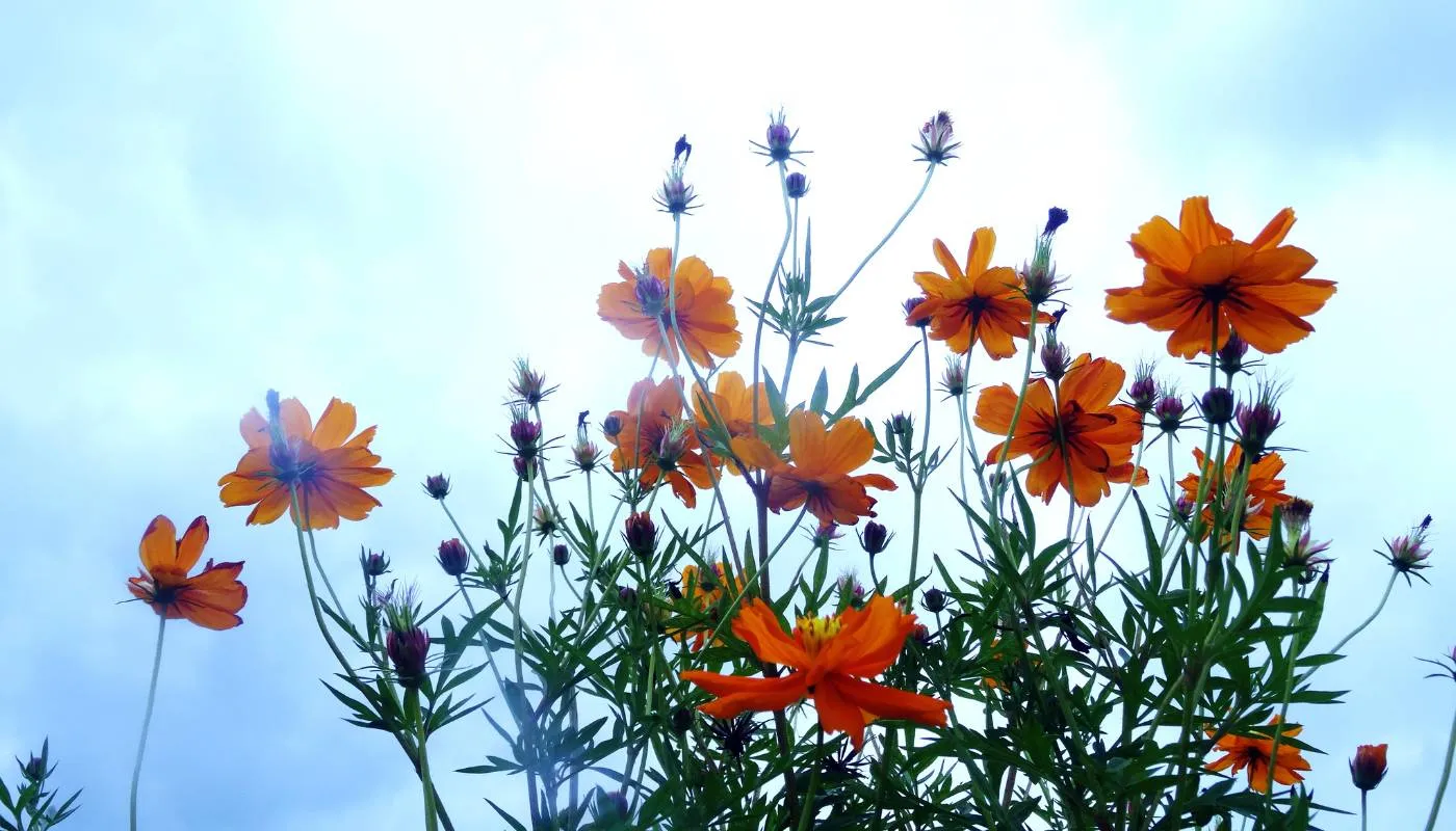 Hình ảnh minh họa quá trình đặt cây và lấp đất theo cách trồng cây ngũ gia bì trong chậu