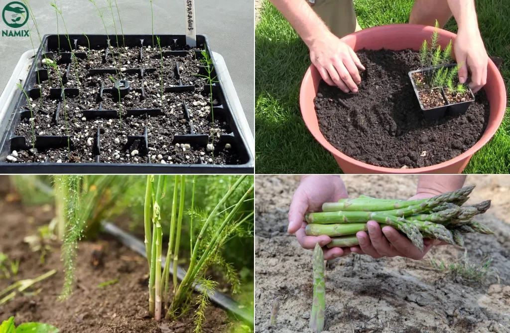 Hình ảnh mô tả cách trồng cây măng tây bằng hạt với các bước xử lý hạt giống chi tiết