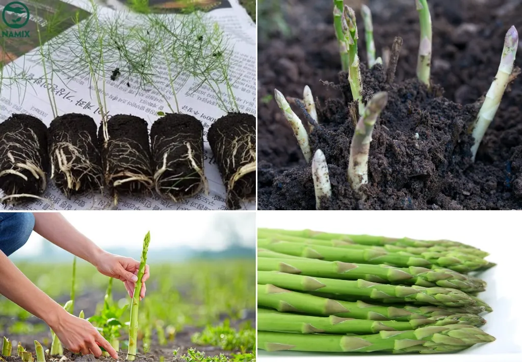 Hình ảnh mô tả cách trồng cây măng tây đơn giản, có thể thu hoạch sau 6 tháng trồng