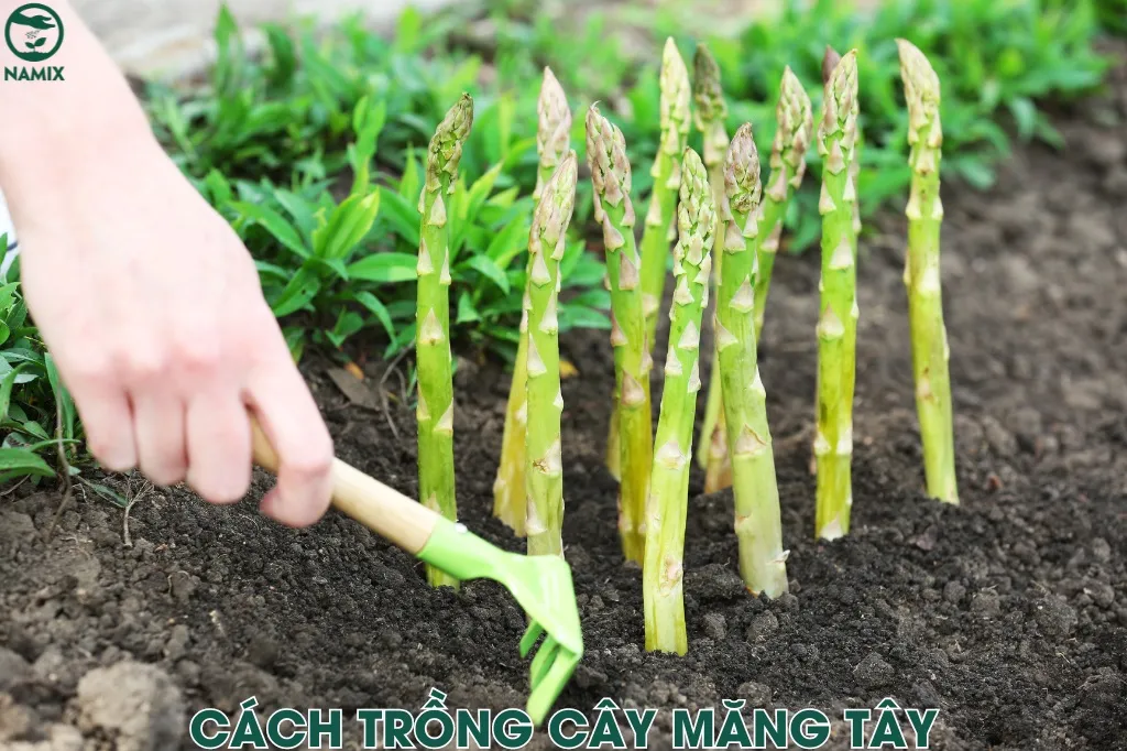 Hình ảnh mô tả cách trồng cây măng tây tại nhà đơn giản, cây lớn nhanh và khỏe mạnh