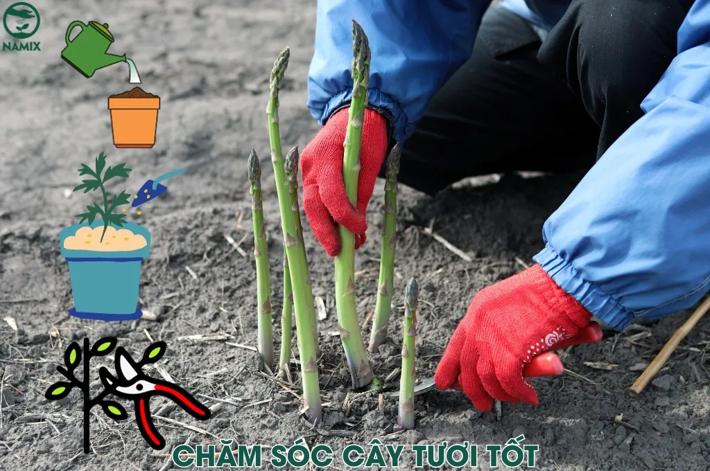 Hình ảnh mô tả quy trình chăm sóc cây măng tây với việc tưới nước, bón phân, và cắt tỉa thường xuyên