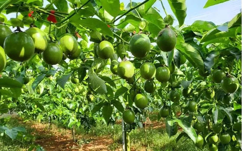 Hình ảnh một góc vườn, có thể là chanh dây đang được tưới tiêu hoặc phát triển trong môi trường ẩm