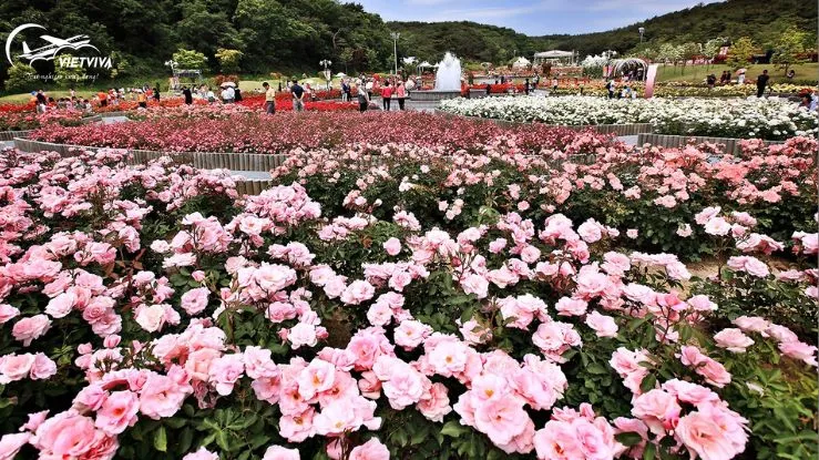 Hình ảnh những bông hoa hồng Bulgaria đang nở rộ trong một cánh đồng lớn