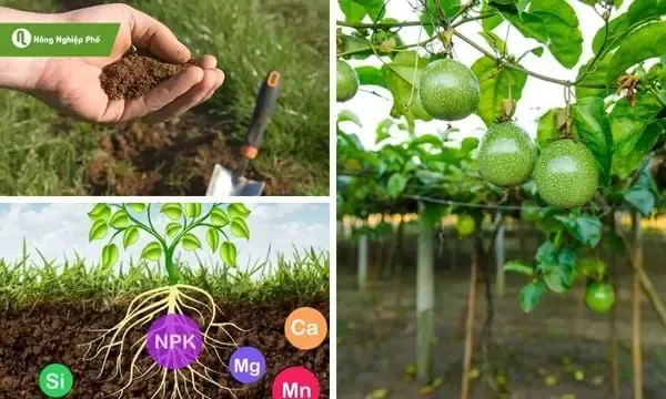 Hình ảnh rễ cây sung cổ thụ đã được bón lót kỹ lưỡng