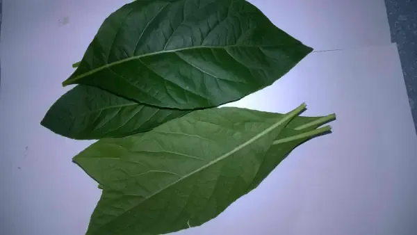 Hình ảnh sâu bệnh hại thường gặp trên lá đắng và cách phòng trừ hiệu quả