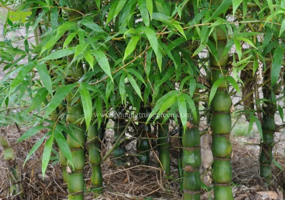 Hình ảnh thân cây trúc phật bà với các lóng phình độc đáo