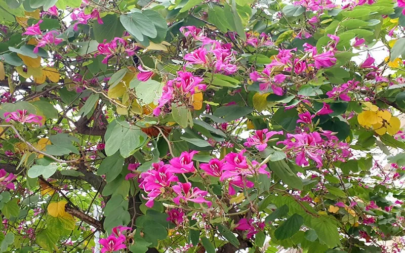 Hoa ban đỏ tượng trưng sự thủy chung, chân thật, mộc mạc