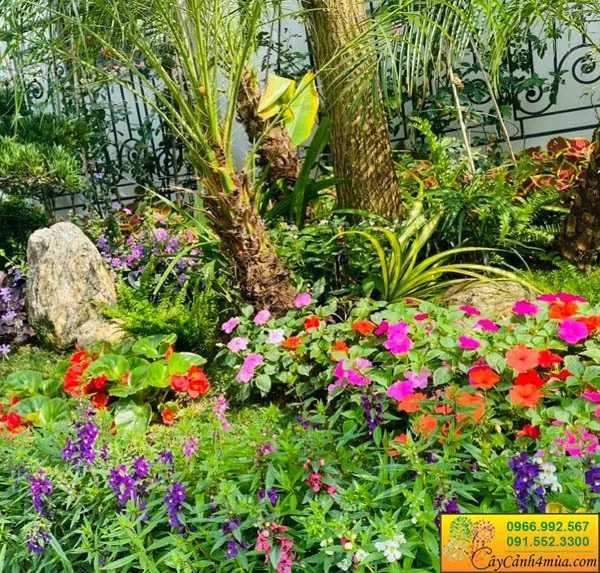 Hoa bụi rực rỡ sắc màu tạo nền cảnh quan đẹp mắt cho sân vườn, điển hình cho cây đỗ quyên trồng sân vườn bền đẹp