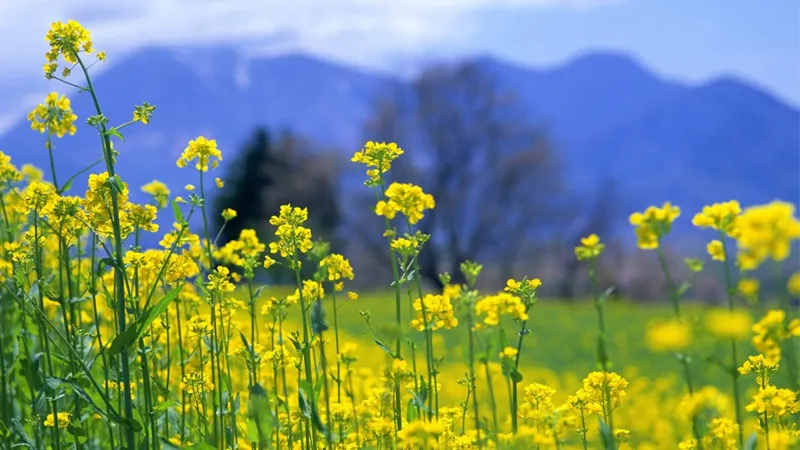 Hoa cải vàng thể hiện ý nghĩa tình yêu đôi lứa và sự thuần khiết