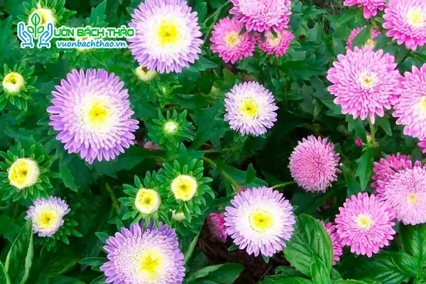 Hoa cúc Đài Loan đa dạng màu sắc, to và đẹp