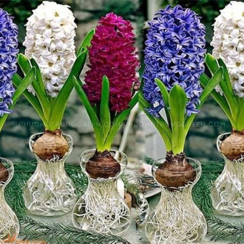 Hướng Dẫn Chi Tiết Cách Trồng Cây Dạ Lan Hương Đạt Hoa Đẹp Nhất