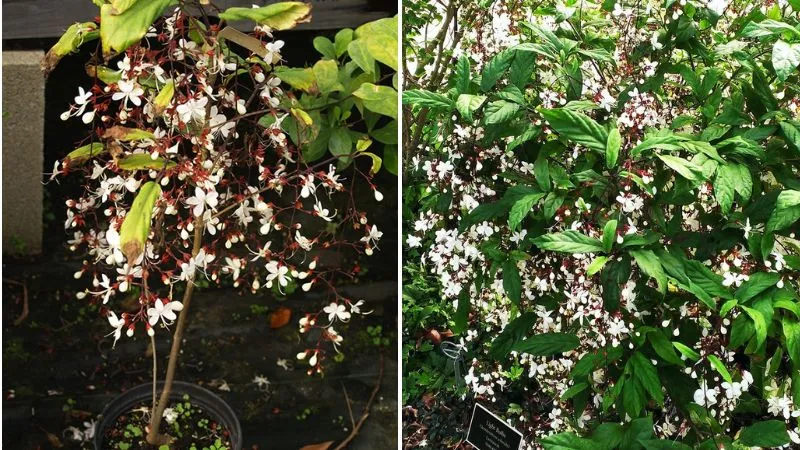 Hoa dạ ngọc minh châu trắng tinh, đẹp mắt, nở rộ thành chùm rủ xuống