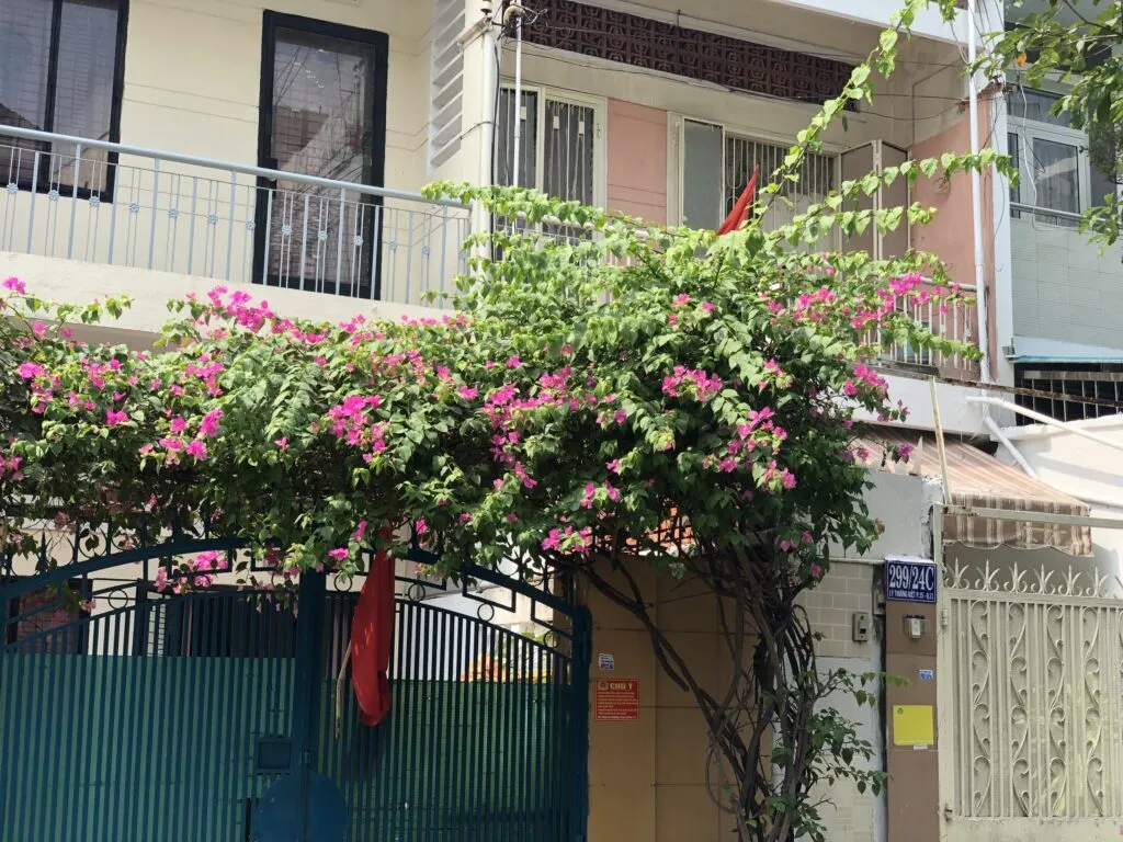 Hoa giấy nhiều màu đang leo phủ kín cổng và hàng rào nhà