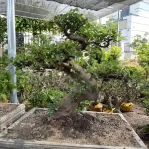 Hoa hồng mini đang nở rộ trên ban công, thể hiện kỹ thuật chăm sóc thành công trong cách trồng hoa hồng mini