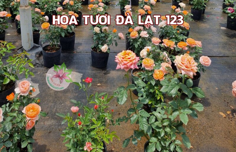 Cách Chăm Sóc Hoa Hồng Siêu Nụ: Kỹ Thuật Toàn Diện Từ A Đến Z