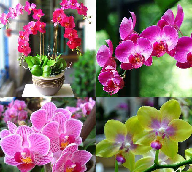 Hoa lan hồ điệp màu hồng phấn tươi tắn, được cắm trong chậu sứ trắng, thể hiện cách chăm hoa lan hồ điệp lâu tàn hiệu quả