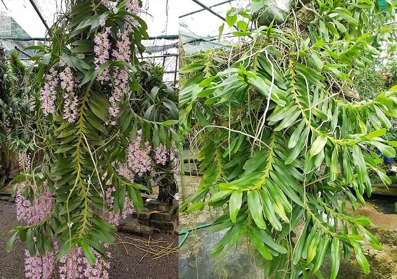 Cách Chăm Sóc Lan Tam Bảo Sắc Ra Hoa: Kỹ Thuật Toàn Diện Từ A Đến Z