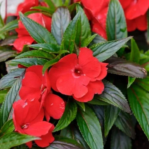 Hoa Ngọc Thảo mang lại may mắn và tài lộc cho gia chủ