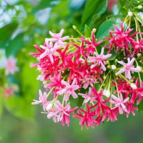 Cách Chăm Sóc Cây Hoa Giun: Hướng Dẫn Chi Tiết Để Cây Ra Hoa Tốt Nhất