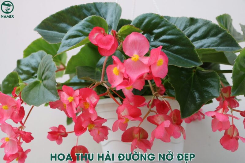 Cách Trồng Hoa Thu Hải Đường Bằng Hạt Chi Tiết Đạt Năng Suất Cao